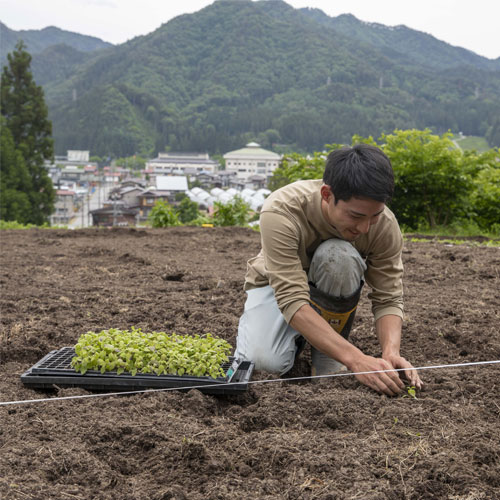 植え付け作業